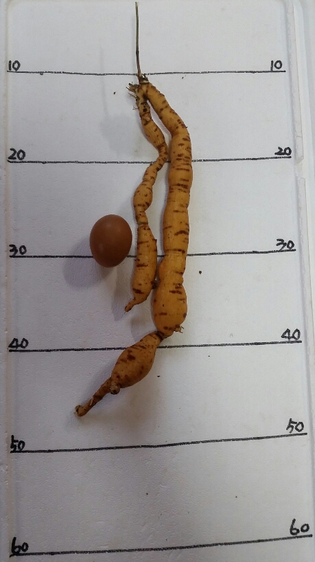 즐난 직거래장터