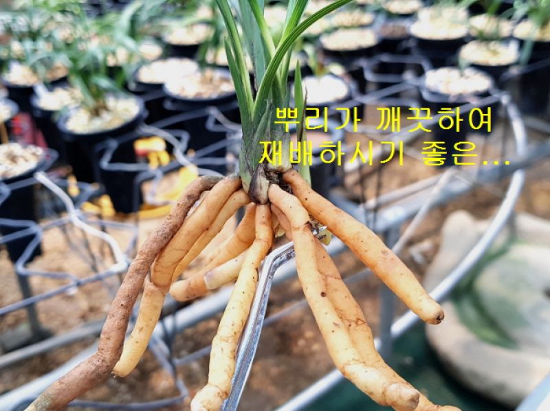 즐난 직거래장터